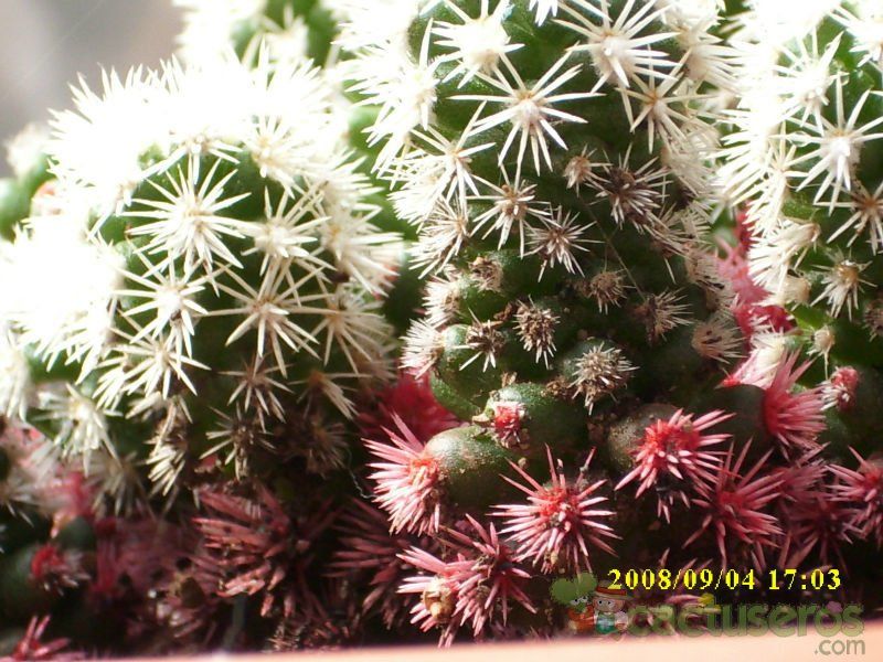 A photo of Mammillaria gracilis cv. Arizona Snowcap