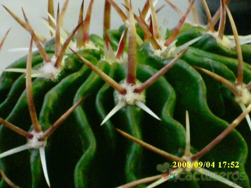 A photo of Stenocactus crispatus