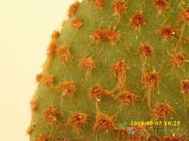 Una foto de Opuntia microdasys ssp. rufida