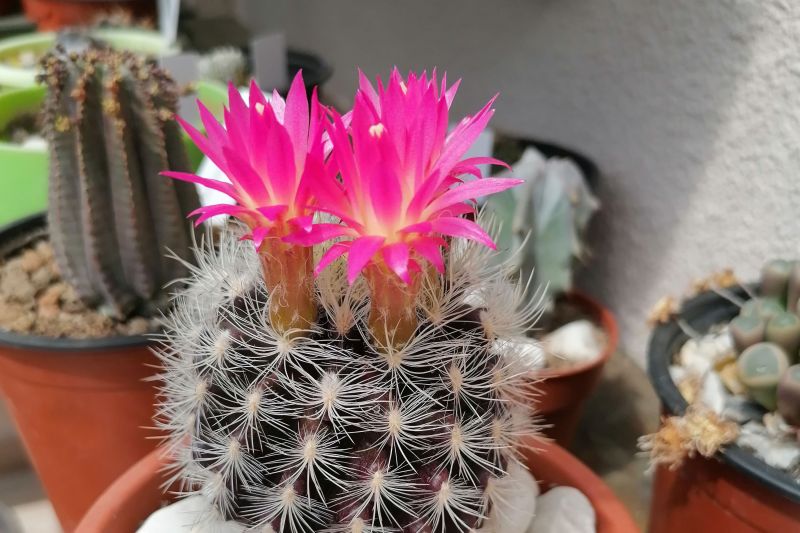 A photo of Eriosyce villosa