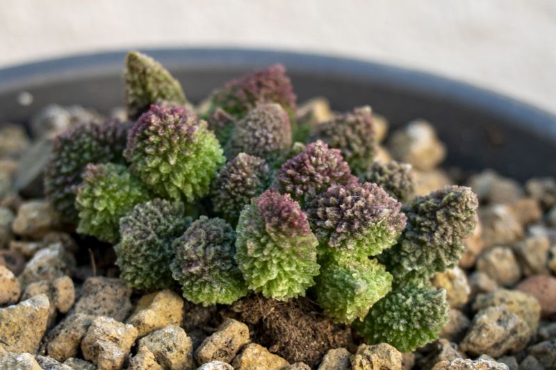 Una foto de Adromischus herrei