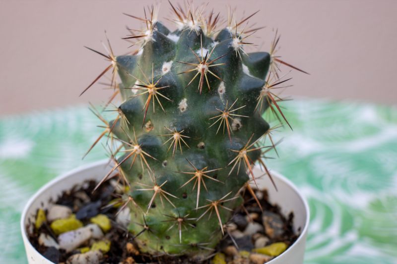 A photo of Coryphantha ottonis