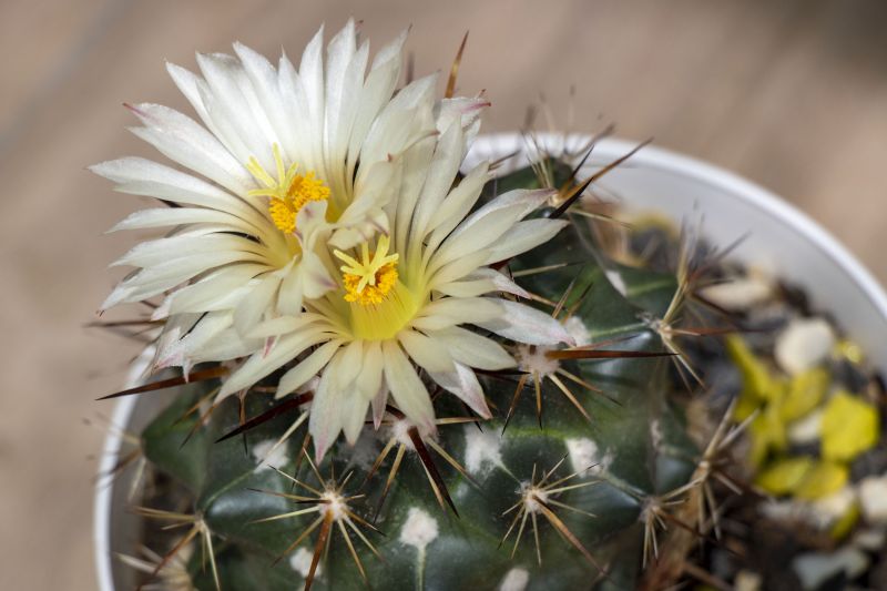 A photo of Coryphantha ottonis