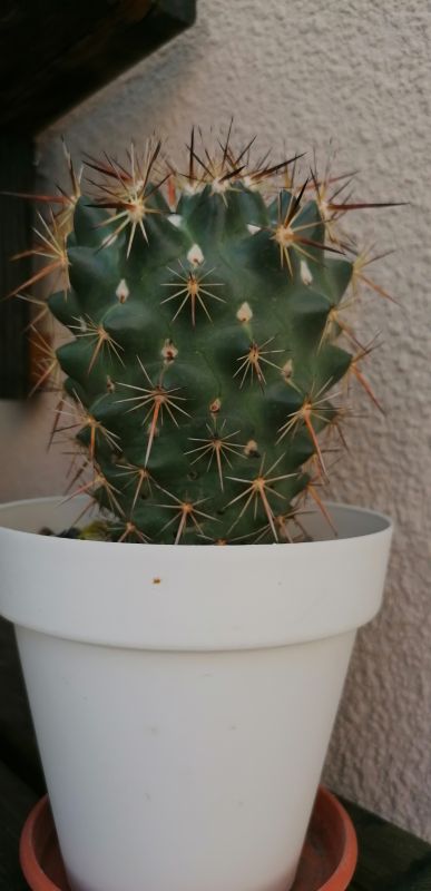 A photo of Coryphantha ottonis