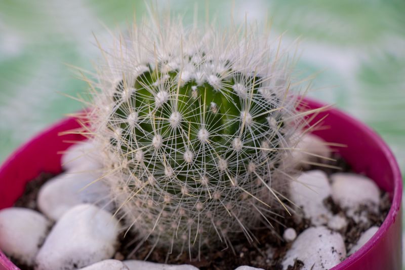 A photo of Thelocactus macdowellii