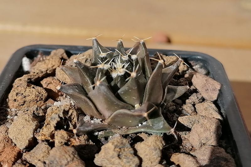 Una foto de Obregonia denegrii