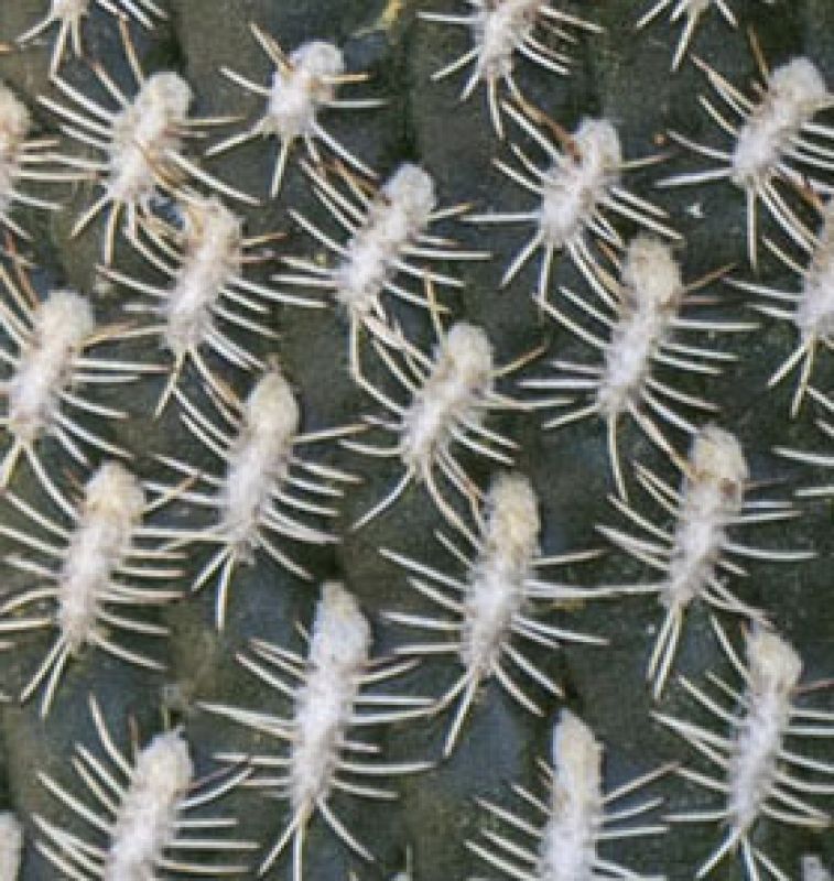 Una foto de Sulcorebutia arenacea