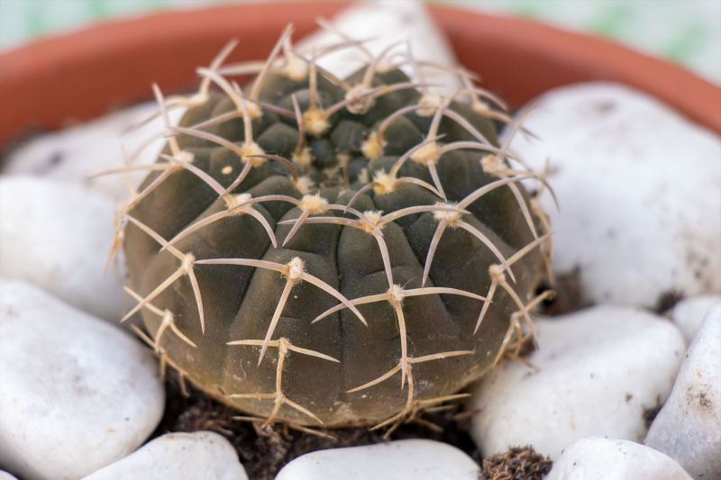 A photo of Gymnocalycium bodenbenderianum