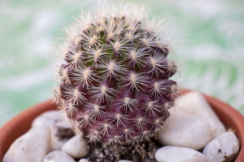 A photo of Eriosyce villosa