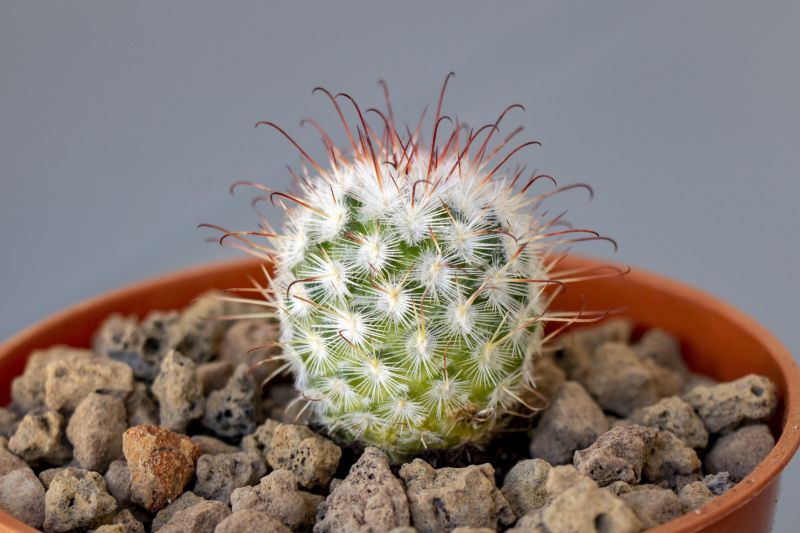 A photo of Mammillaria bombycina