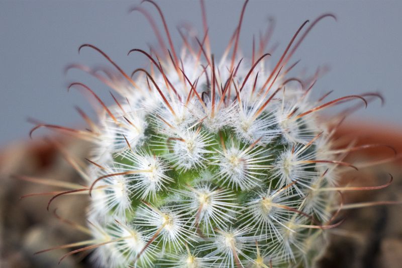 A photo of Mammillaria bombycina