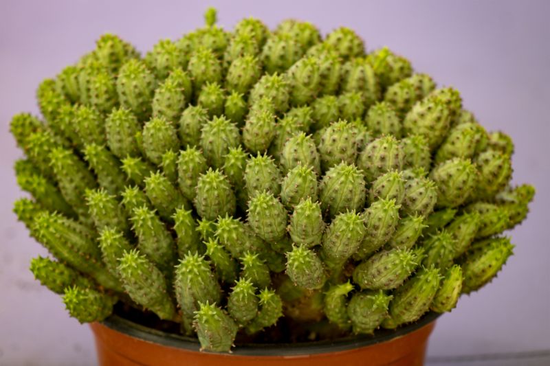 Foto de un cactus que se está identificando actualmente