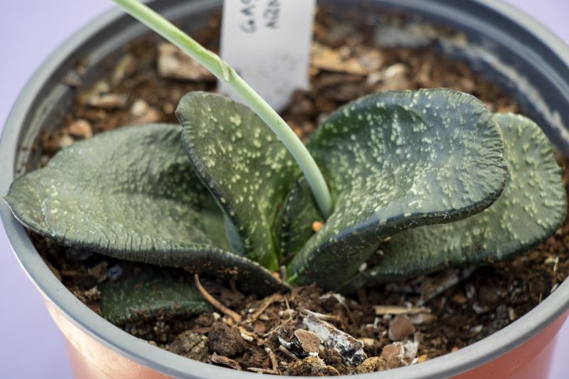 Foto de un cactus que se está identificando actualmente