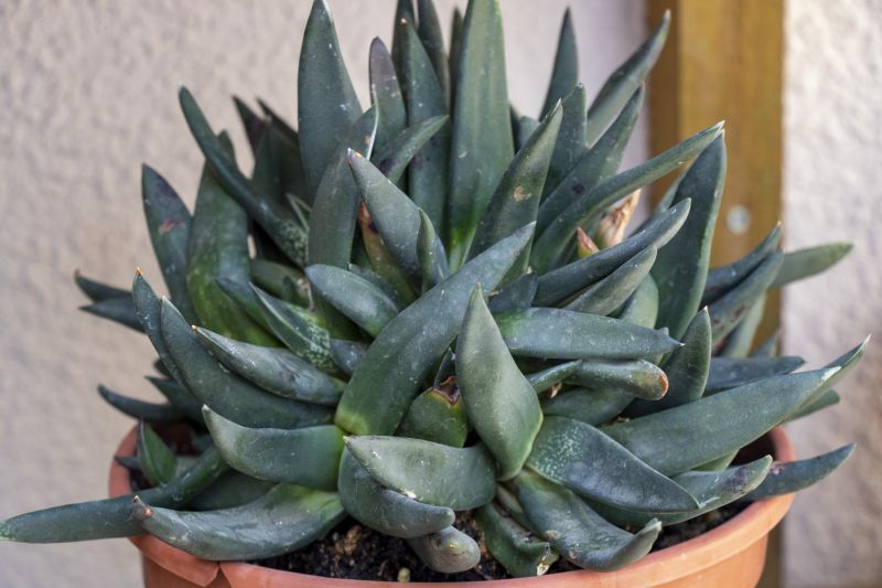 Una foto de Gasteria pseudonigricans  
