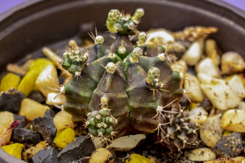 Una foto de Gymnocalycium anisitsii ssp. damsii cv. Multiproliferum