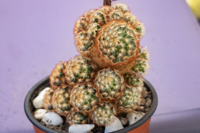 A photo of Mammillaria carmenae