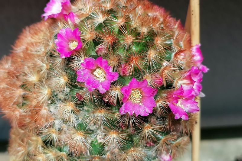 A photo of Mammillaria carmenae