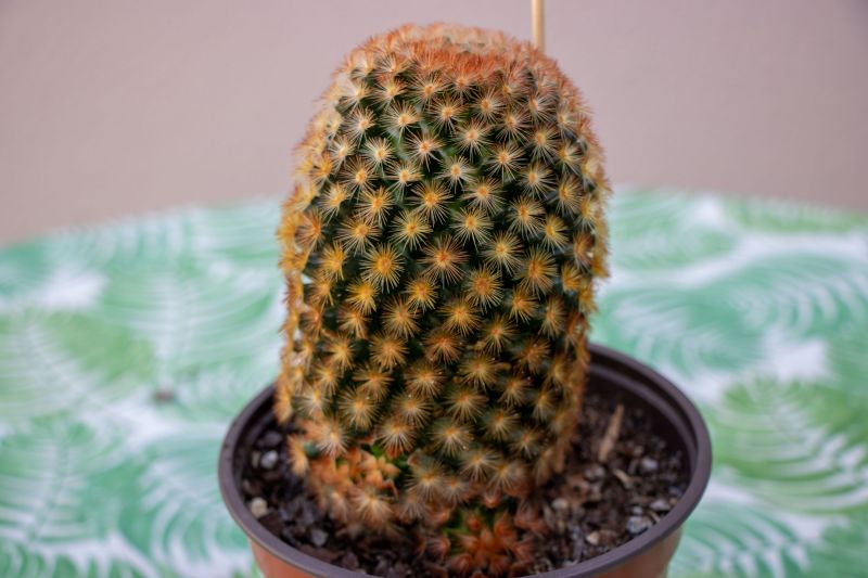A photo of Mammillaria carmenae