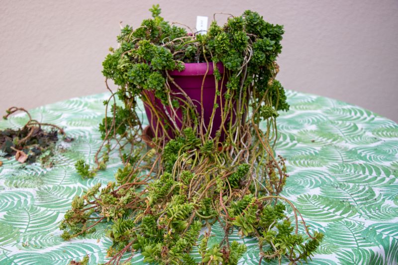 Una foto de Sedum luteoviride