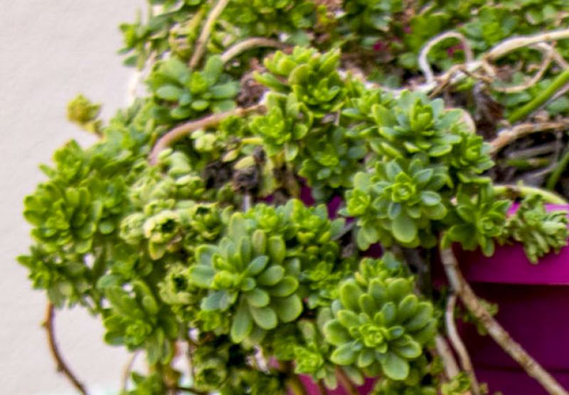 Una foto de Sedum luteoviride