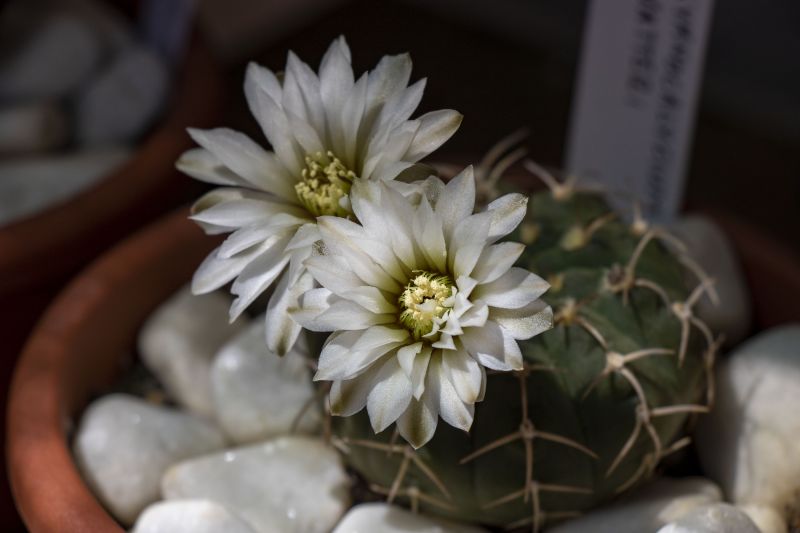 A photo of Gymnocalycium bodenbenderianum