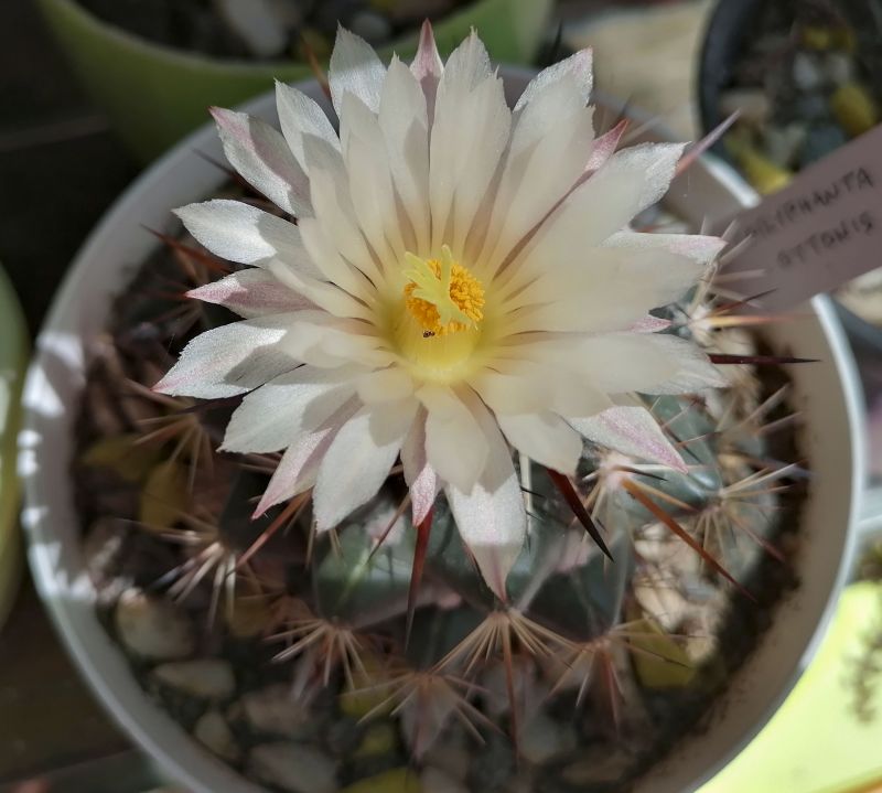 A photo of Coryphantha ottonis