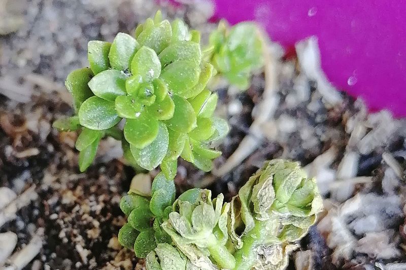 Una foto de Sedum luteoviride