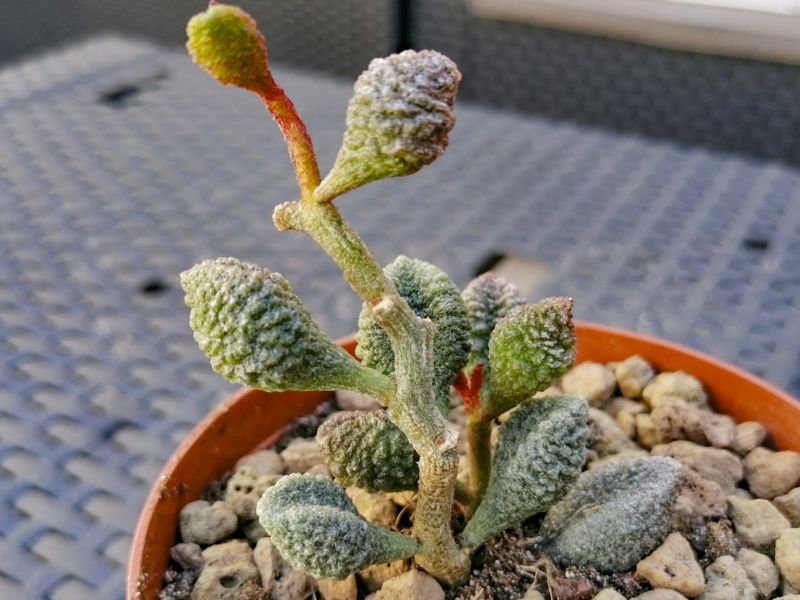 Foto de un cactus que se está identificando actualmente