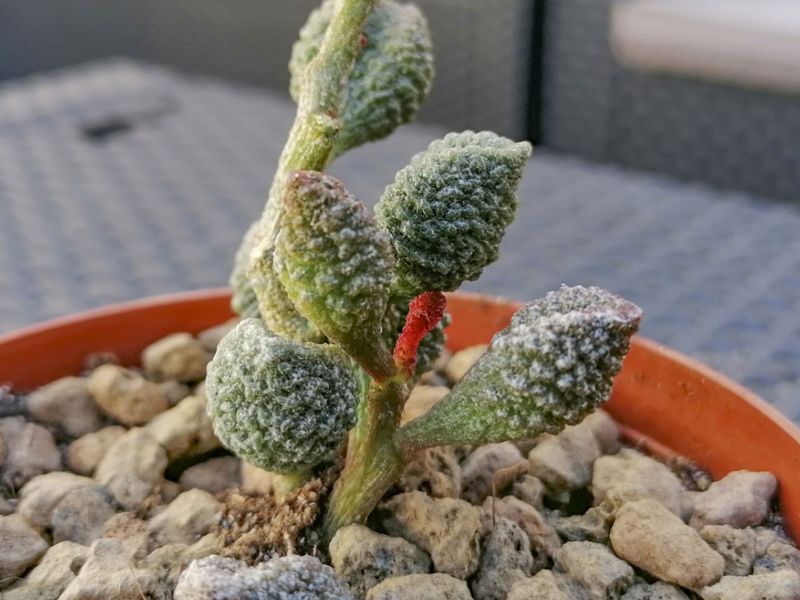 Foto de un cactus que se está identificando actualmente