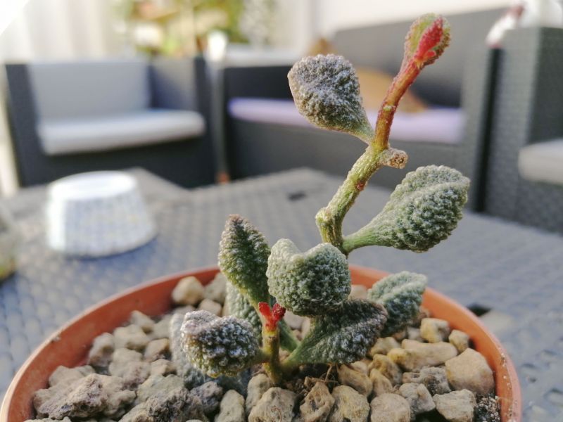 Foto de un cactus que se está identificando actualmente