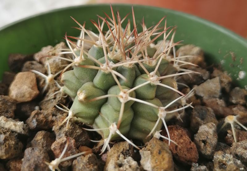 Una foto de Gymnocalycium schickendantzii subsp. delaetii