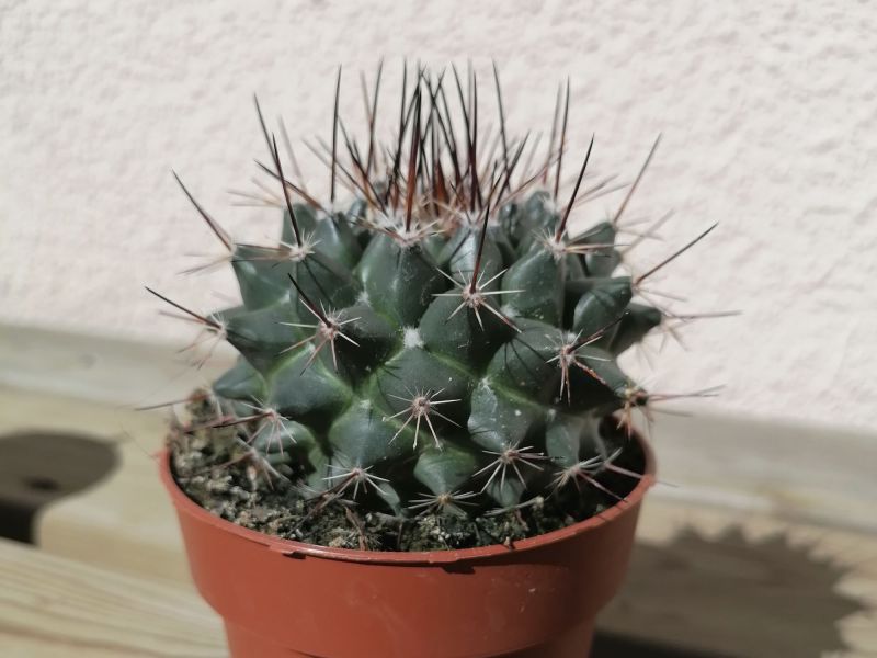 Una foto de Mammillaria standleyi