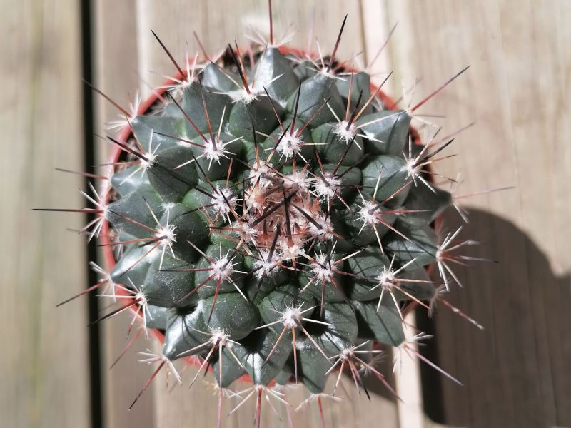 Una foto de Mammillaria standleyi