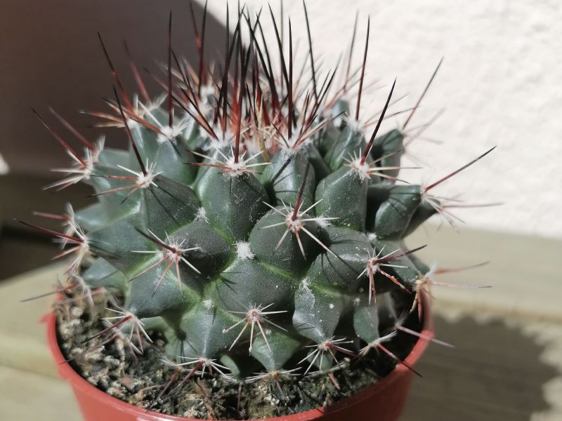 Una foto de Mammillaria standleyi