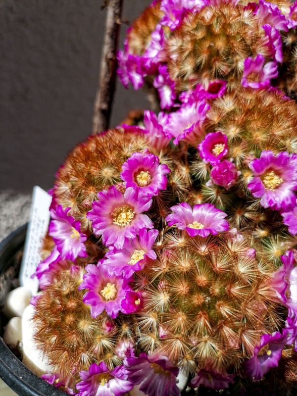 A photo of Mammillaria carmenae