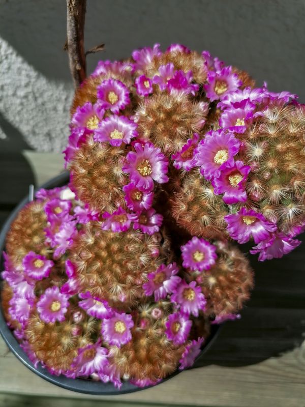 A photo of Mammillaria carmenae
