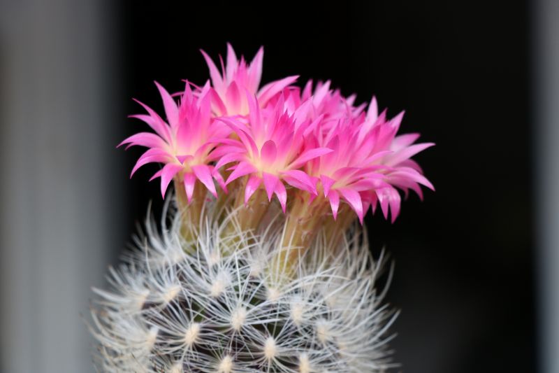 A photo of Eriosyce villosa