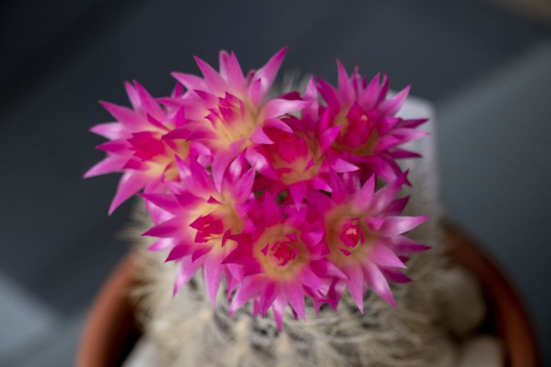 A photo of Eriosyce villosa