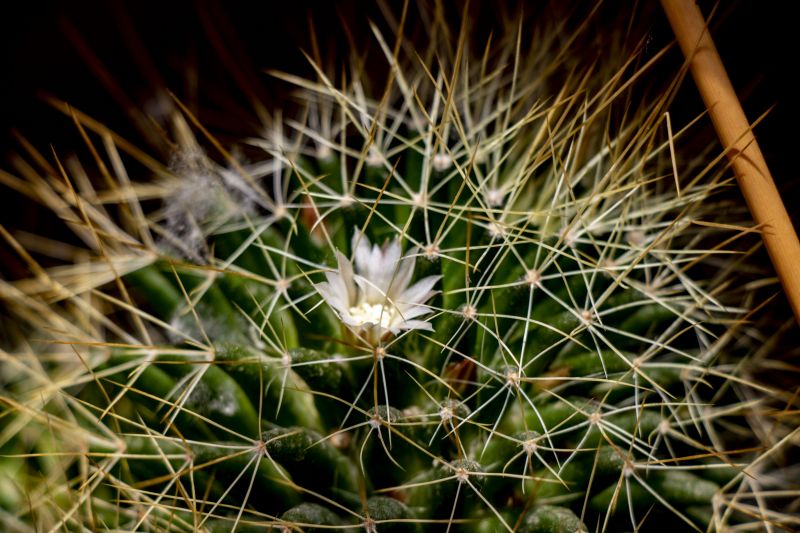 A photo of Thelocactus macdowellii