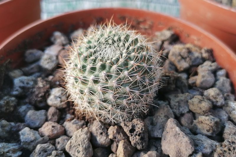 Photo of a cactus currently being identified