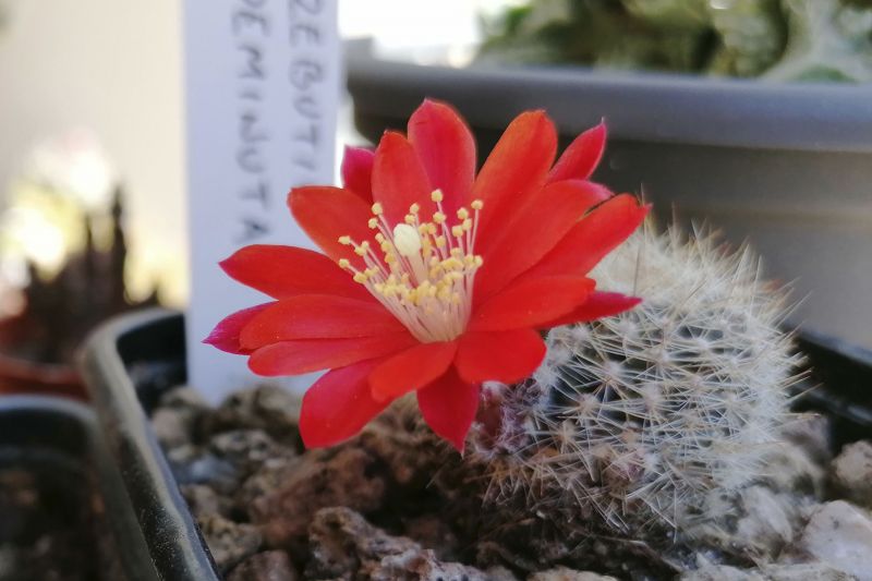 Photo of a cactus currently being identified