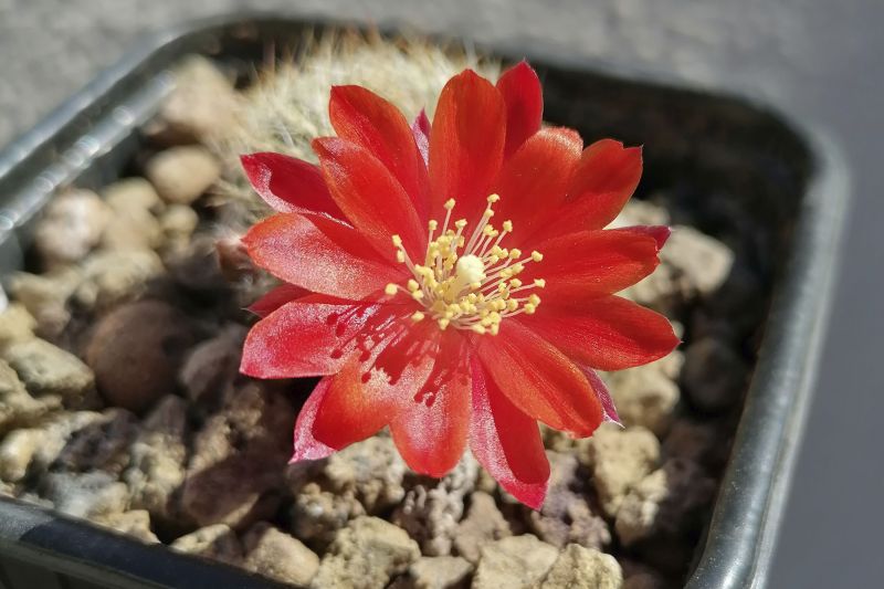 Photo of a cactus currently being identified
