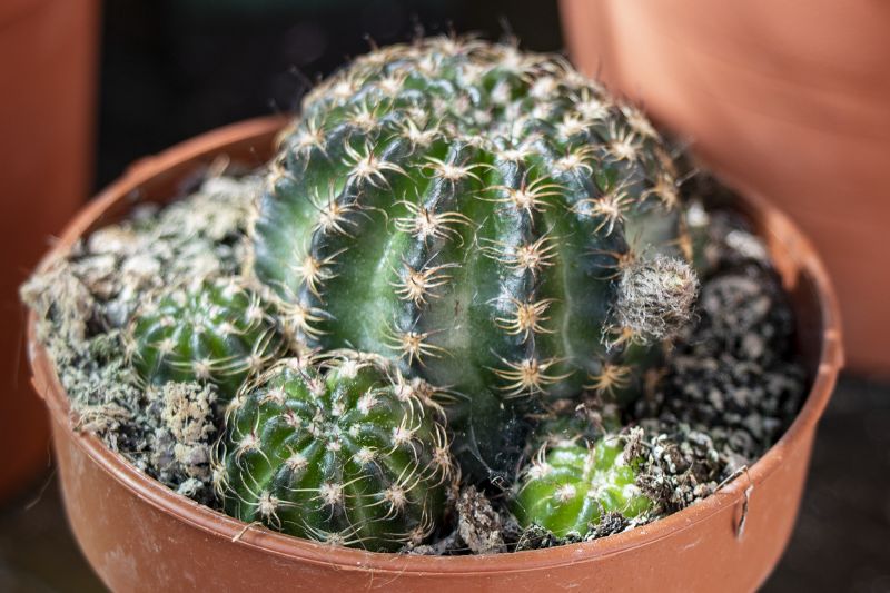 Una foto de Echinopsis arachnacantha