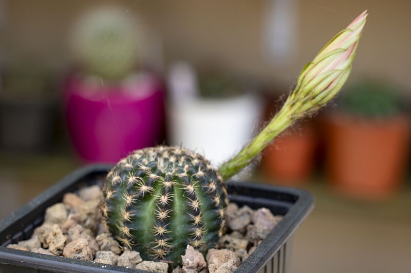 Una foto de Echinopsis arachnacantha