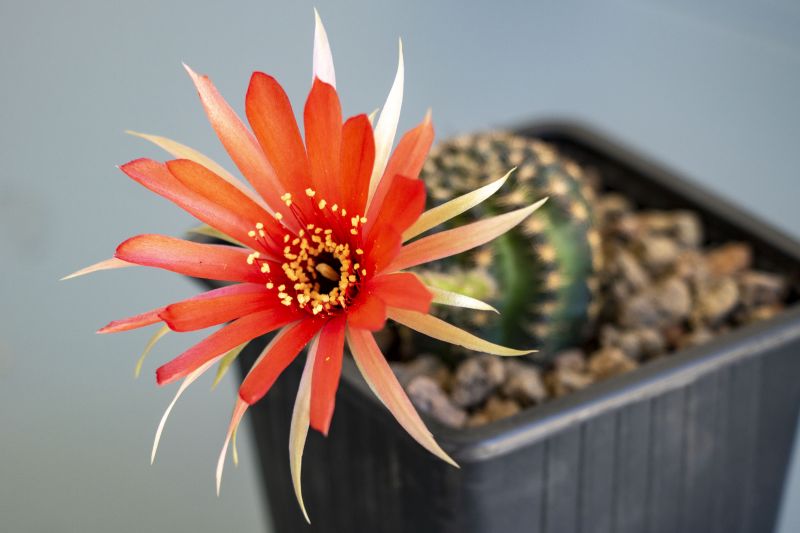 Una foto de Echinopsis arachnacantha