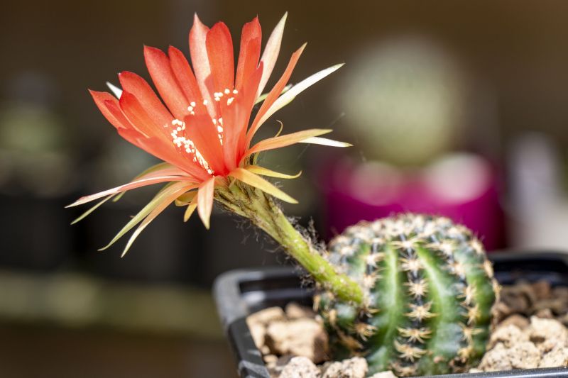 Una foto de Echinopsis arachnacantha