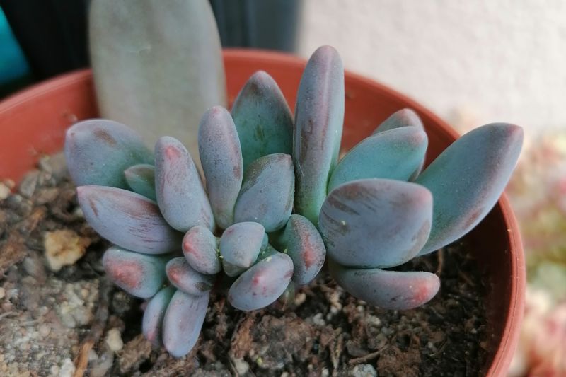 A photo of Sedeveria cv. blue mist