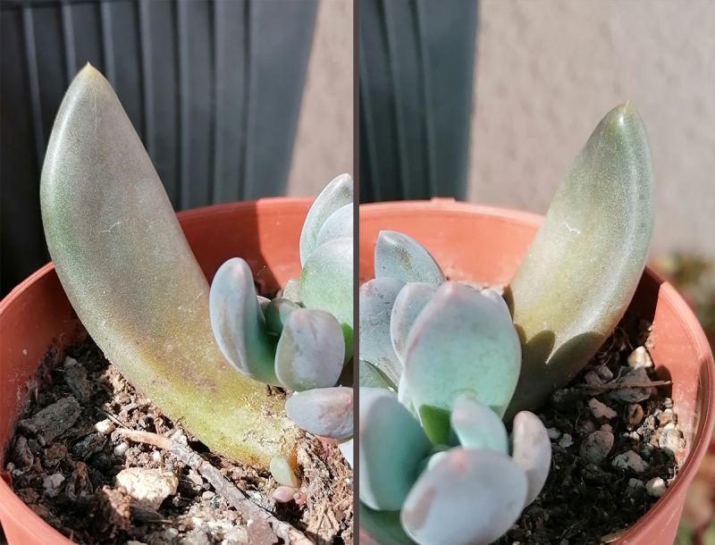 A photo of Sedeveria cv. blue mist