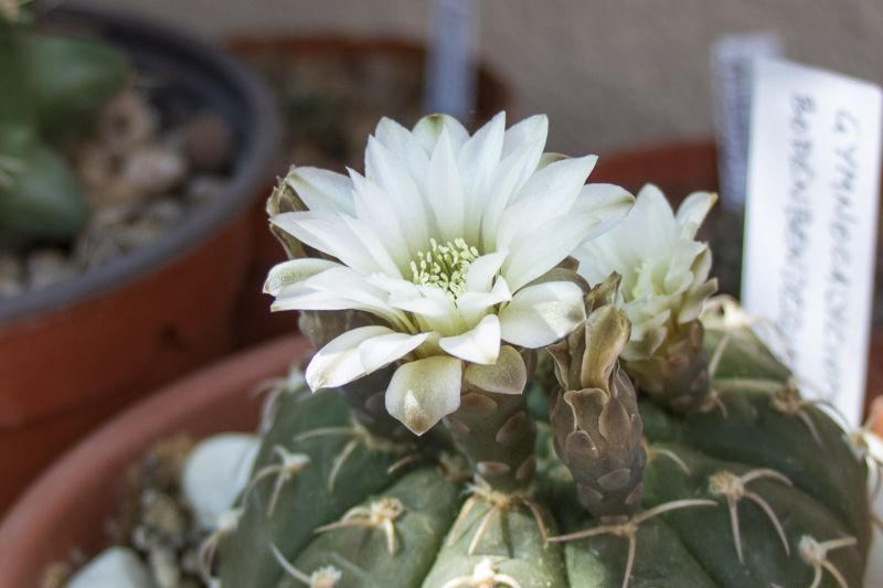 A photo of Gymnocalycium bodenbenderianum