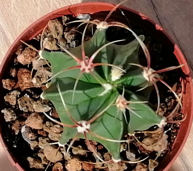 A photo of Ferocactus histrix